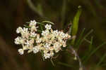 Whorled milkweed